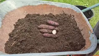 Potato reveal - tuber grown tps variety Hilma