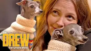 Drew and Tika the Iggy Talk Staying Paw-sitive | Under the Influencer