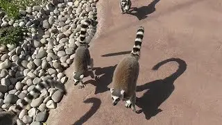 Lemur walkthrough habitat | Madagascar zone | Chester Zoo