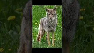 Clever Coyotes: Masters of Adaptation #coyote #coywolf #animalfacts