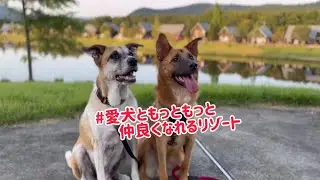 ワンちゃん楽しいお泊まり施設♪
