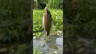 MANCING LIAR DAN DAPAT NILEM BABON2 cuy🤤