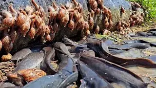 wow best hand fishing - catching a lot of fish and snail at field by hand a fisherman skill
