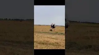 How #ostrich mates! #Male begins to move its #wings and neck immersed in #mating #dance #birds