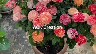 Beauty of nature #flower#garden#rose#rosegarden#viral video #video#nature#spring#tulip#rosecaring