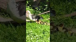 Cutest Duck Family Ever! 8 Fluffy Ducklings Following Mom | #Shorts