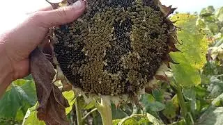 Состояние подсолнечника 🌻🌻🌻 оптимальных и пожнивных сроков посева. Разница!!!