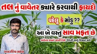 તલ ના વાવેતર નો સાચો સમય અને વાવેતર વખતે કેવી કાળજી રાખવી?