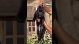 🔥 Ultimate Z Black German Shepherd Puppies &ndash; Top Show Quality!#shorts 7750933067