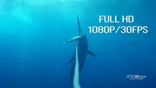 Hook Eye Sportfishing Camera- 590ft (180m) depth