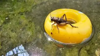 BABY Teleogryllus emma insect
