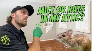 Are Mice Living In Your Attic?