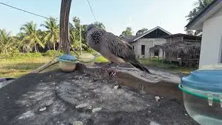 Suara terkukur pikat burung liar langsung mendekat