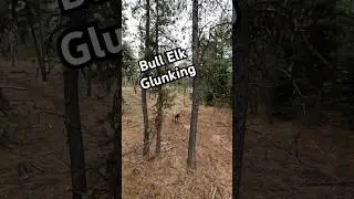 Bull ELK GLUNKING UP CLOSE #Shorts