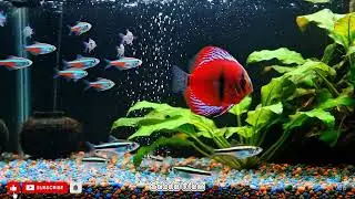 Mesmerizing Freshwater Aquarium in 4K UHD | Neon Tetras, Red Discus & Rasboras