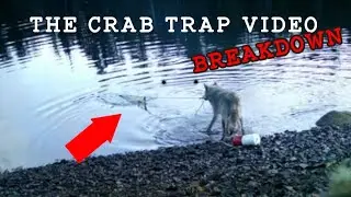 Did BC Wolves Learn to Use Tools? Quick Summary!