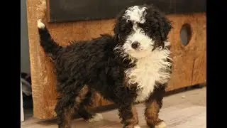 Mini Bernedoodle Puppies for Sale