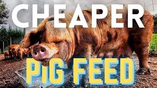 CHEAPEST Way to Get GRAIN FEED - BULK BUY | Pork Tour
