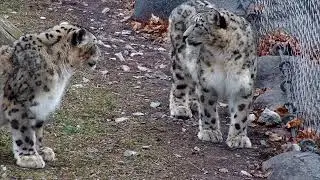 Snow Leopard Love: Pemba & Jita's Adorable Moments Compilation | Toronto Zoo's Cutest Couple! 🐾💕