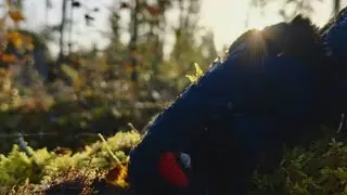 KANALINTUJAHTIA 2025 || Hunt Cast Suomi