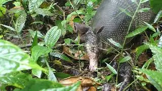 2024-12-04: Nine-banded Armadillo in the Maquipucuna Reserve