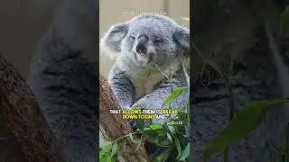 5 Amazing Facts About Animals 🦊🤯| Random Facts | Interesting Facts | Mind Blowing Facts