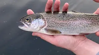 lets fish