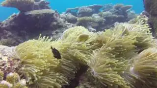 passe en S mayotte 2017