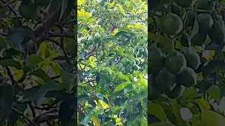Lots of AVOCADO!!🥑🥑Avocado Fruits! #avocado #avocadoes #abukado #fruit #fruits