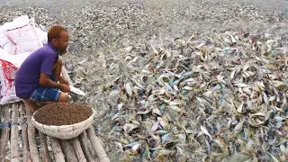 catfish farming in pond I fish feeding
