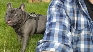 Excited French Bulldog and Evening Walk!