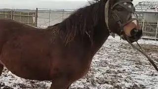 winter snow horse bad mood doesn't want to be approached by other horses