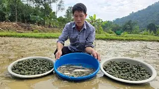 Harvesting Fish & Snails Goes to market countryside sell - Cooking | Solo Survival