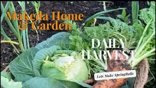 Daily Harvest: Lets Make Veggie EGGROLLS