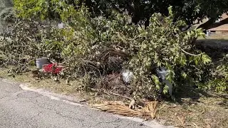 With burn ban in effect, Volusia County urges people to clean up yard debris