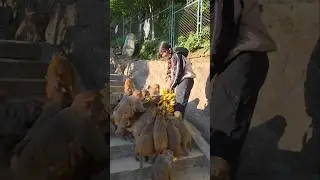 Heartwarming Moment: Feeding Wild Monkeys with Bunch of Banana