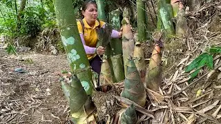3 Years In The Forest, Harvest Bamboo Shoots, Papaya, Forest Potatoes - Sell Pigs To Traders
