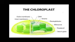 Chloroplast genome 