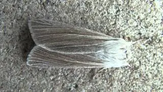 Henry's Marsh Moth (Noctuidae: Simyra insularis/henrici?) on Wall