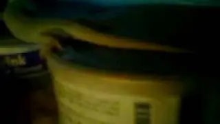 A lizard suck the cane juice from a packet !!