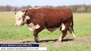LOT 6 - BINARA POLL HEREFORD STUD 2025