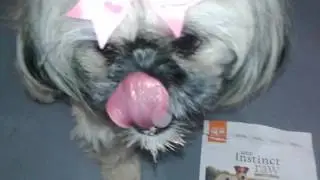 Instinct Raw Chicken For Small Dog Taste Test