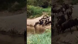 Whats lurking in the water #intothewild #africa #greatmigration #wildlife