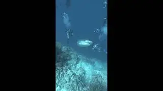 Shark jumpscare meme