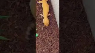 Geco leopardino Vs Caimano