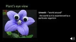 Smarty Plants - Presentation on Plant Intelligence from a Plant Scientist