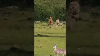 cheetah chases impala