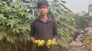 Lav aaj etna sara guava tod liya hai 🥑 #gudduvlog3740 