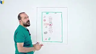 رسم الخلية النباتية