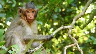 Mesell Son For Mom Merya, Good Baby Mesell In Mahanokkor